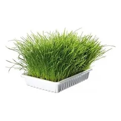 TRIXIE kačių žolė dėžutėje 100 g