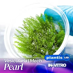 Vesicularia Pearl samana inv