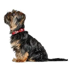 HUNTER antkaklis Love, raudonas, Vidutiniams 11–25 kg — 4 nuotrauka