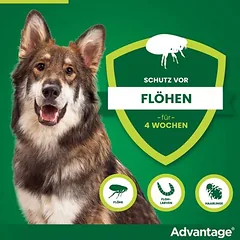 Advantage® 400 šunims, nuo 25 kg, Ekonominė pakuotė: 2 x 4 pipetės x 4,0 ml — 3 nuotrauka