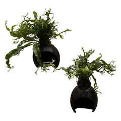 Akvariumo augalas Microsorum ant kokoso