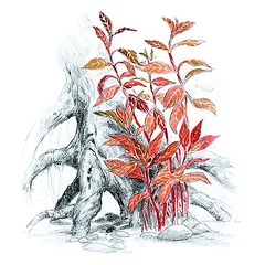 Akvariumo augalas Alternanthera reineckii Rosanervig — 2 nuotrauka