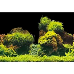 AQUA NOVA fonas akmenys/augalai 150x60cm — 2 nuotrauka