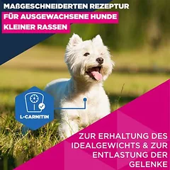 Eukanuba Premium Nutrition Mature Small Breed su vištiena, sausas maistas šunims, 3 - 4,9 kg — 4 nuotrauka