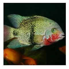 JBL ProNovo Cichlid Grano XL pašaras žuvims 1000 ml — 2 nuotrauka