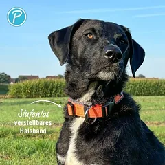 Petlando Outdoor antkaklis, oranžinis, Dideliems 26–45 kg — 4 nuotrauka