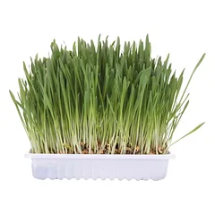 TRIXIE Žolė katėms, dubenėlyje apie 100 g (pak.12) PAO