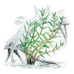Akvariumo augalas Gratiola viscidula — 2 nuotrauka