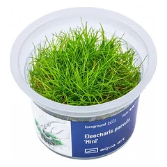Akvariumo augalas Eleocharis parvula mini