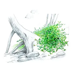 Akvariumo augalas Glossostigma elatinoides — 2 nuotrauka