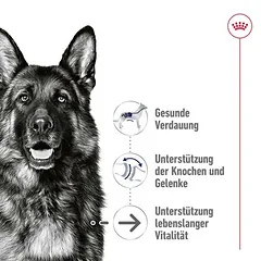 Royal Canin Maxi Ageing padaže, drėgnas maistas šunims — 4 nuotrauka