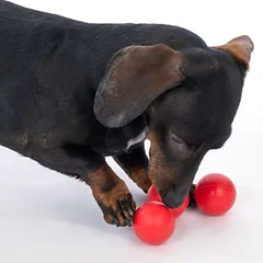 zooplus Basics guminiai kamuoliukai šunims, 3 vnt. (Ø 5 cm) — 5 nuotrauka
