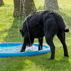 COOLPETS baseinas su fontano funkcija šunims, mėlynas — 2 nuotrauka