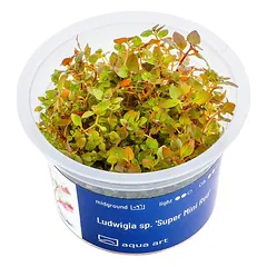 Akvariumo augalas Ludwigia sp. Super Mini Red