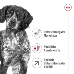 Royal Canin Medium Adult 7+ sausas maistas šunims, > 10 kg — 3 nuotrauka