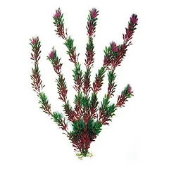 AMTRA FLORA BICOLOUR augalas mažas 13cm 1vnt parduotuvėje Petz.lt
