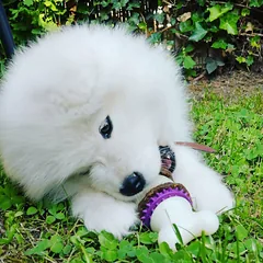 PetSafe Busy Buddy Bristle - kramtomas žaislas su skanėstais šunims, kaulas su valymo iškyšomis dantims, Bone / M — 2 nuotrauka