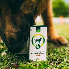 Pokusa ChondroCare 120 tabletės - papildas, palaikantis kaulų ir sąnarių sistemos funkciją, su gliukozaminu, chondroitinu ir bosvelijos ekstraktu. — 2 nuotrauka