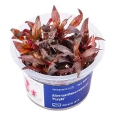 Akvariumo augalas Alternanthera reineckii Purple