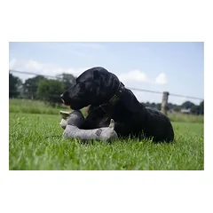 Ekologiškas pliušinis žaislas šunims – Country Dog Buddy — 4 nuotrauka