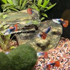 JBL ProNovo Guppy Grano S, maistas žuvims, Ekonominė pakuotė: 2 x 250 ml — 2 nuotrauka