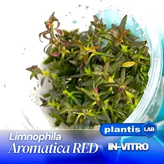 Limnophilla Aromatica Red inv