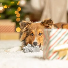 Trixie žaislas šunims snaigė, cypsi, pilka — 3 nuotrauka