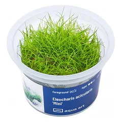 Akvariumo augalas Eleocharis acicularis Mini