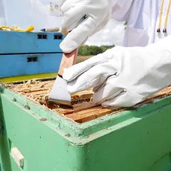 Rankena bičių rėmelių atskyrimui medine rankena nerūd. plieno 26 cm — 4 nuotrauka