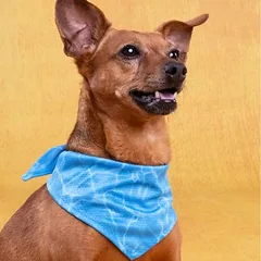Flamingo vėsinanti bandana šunims Fresk Inou, mėlyna, Mažiems 5–10 kg — 4 nuotrauka